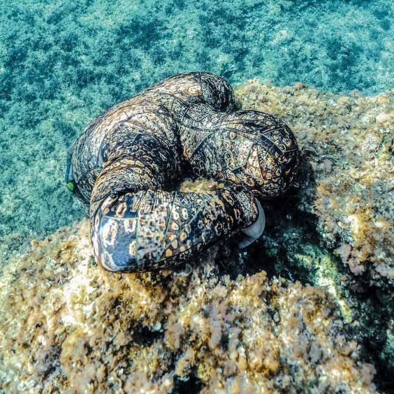 TRAJE SALVIMAR CAMO KRYPSIS 101